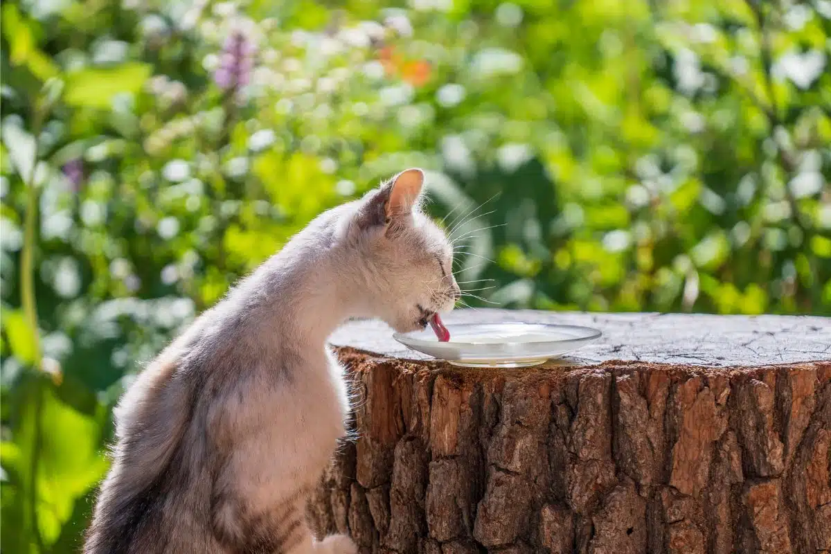 feed stray cats