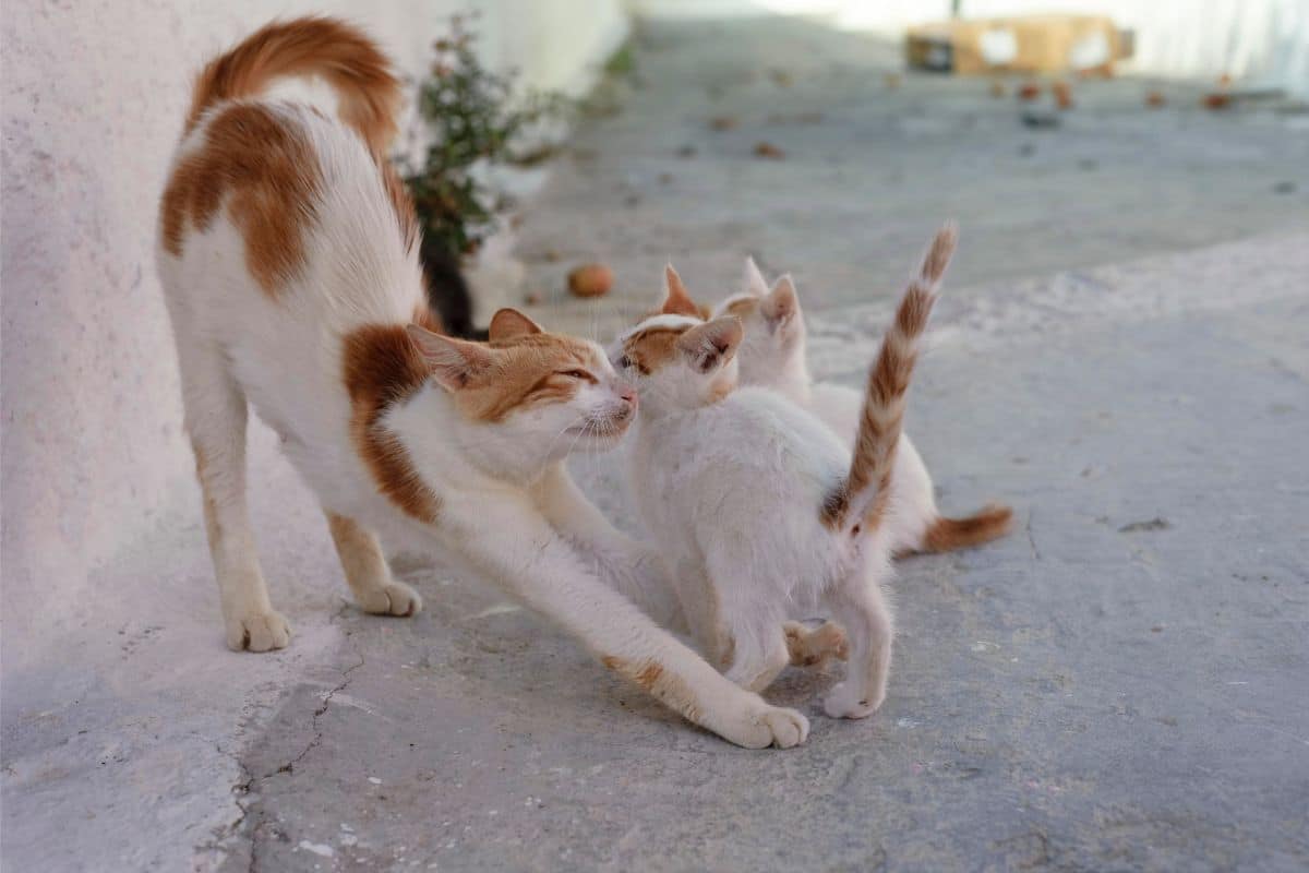 feral cats hide their kittens
