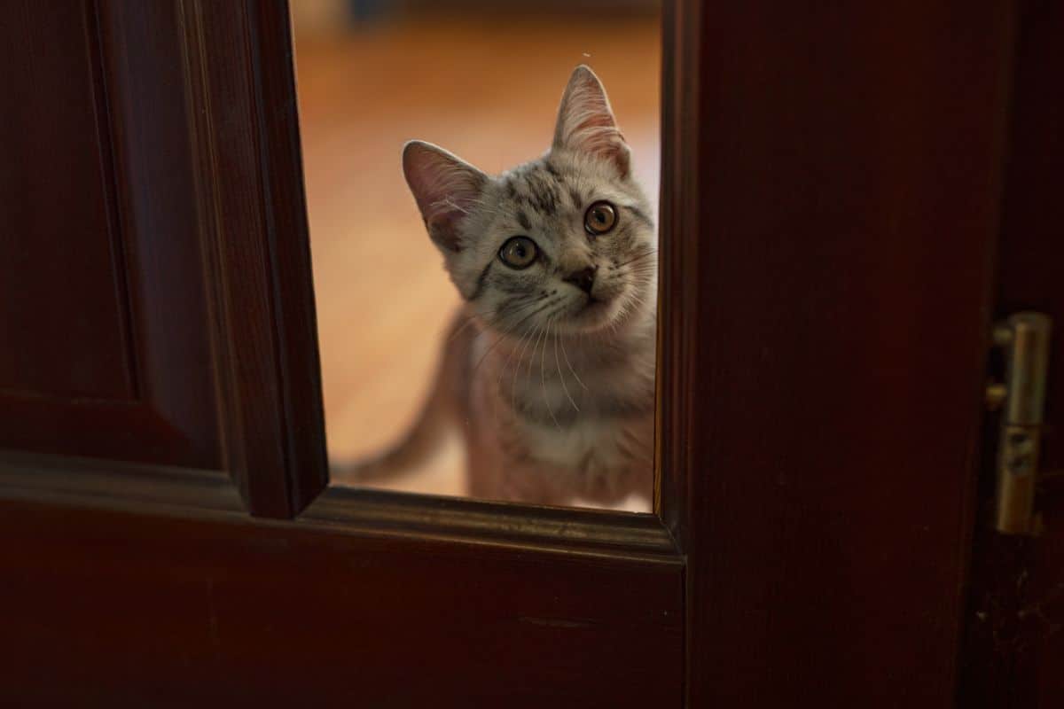 stray cat meowing door