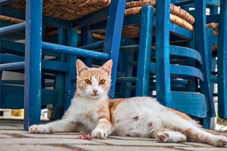 How To Tell If A Stray Cat Is Pregnant Signs Ways You Can Help 