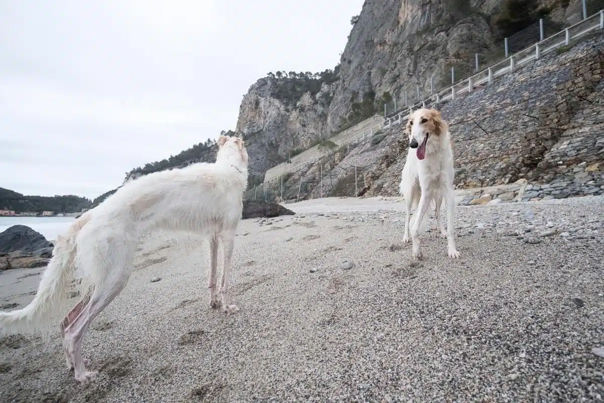 borzoi dog breed