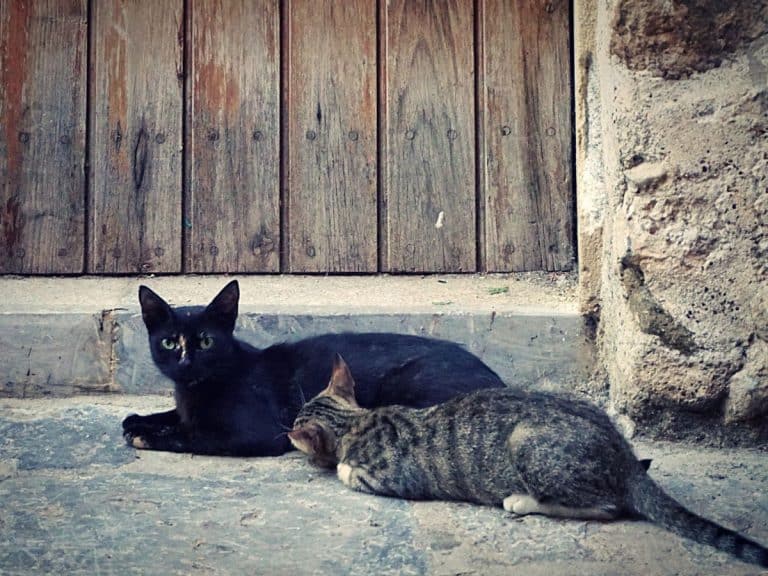 What Does it Mean When a Stray Cat Comes to Your House? PetMaximalist