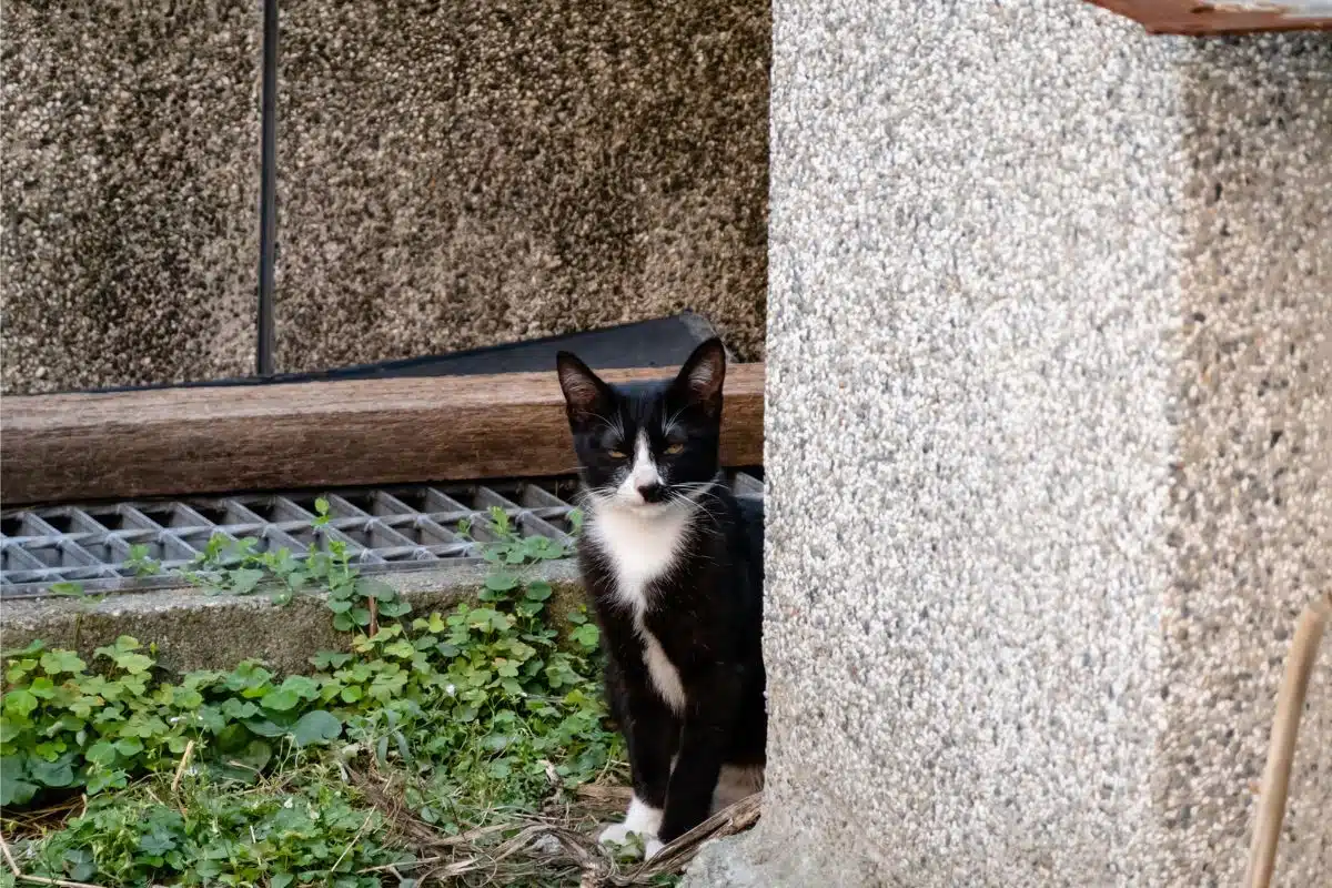 stray cat signs