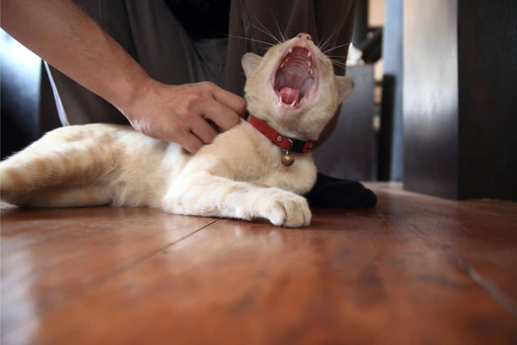 Why Do Cats Scratch You When You Pet Them? PetMaximalist