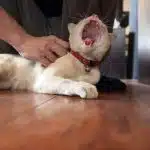 cats scratch when petting