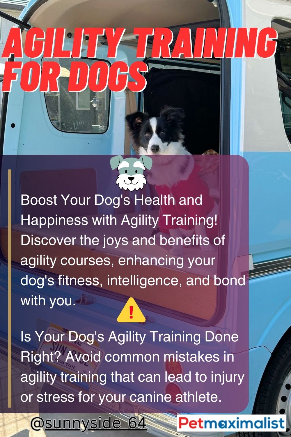 Agility Training for Dogs: Important Things You Must Know | PetMaximalist