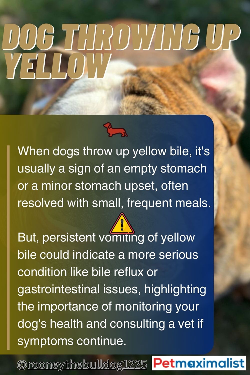 Dog Throwing Up Yellow Common Causes, Prevention and Treatment