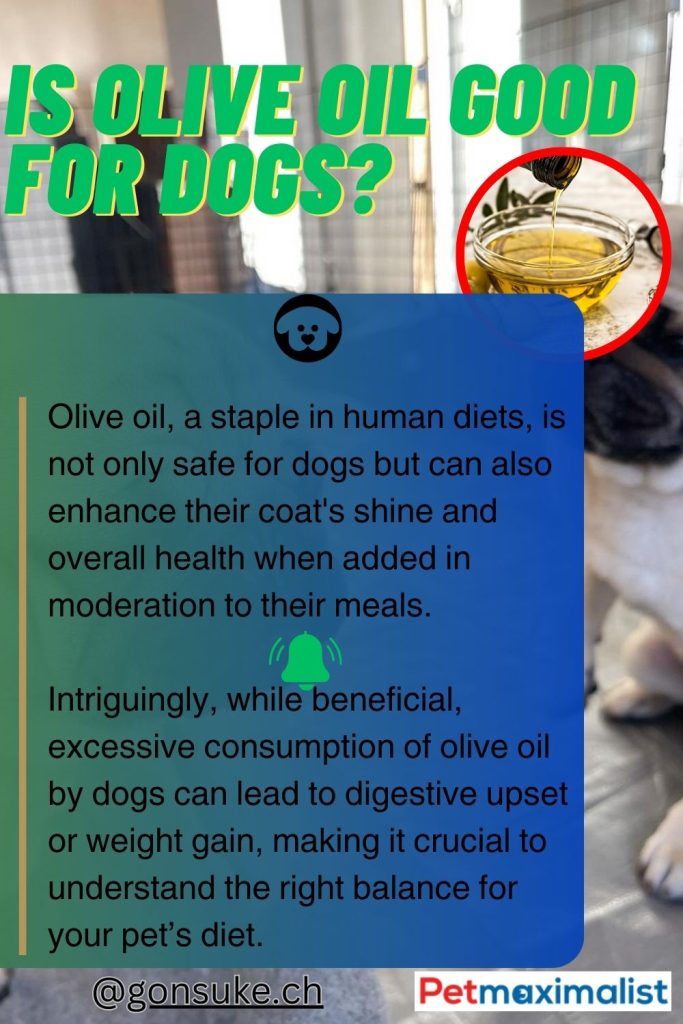 Is Olive Oil Good for Dogs? What You Must Know Before Feeding! PetMaximalist