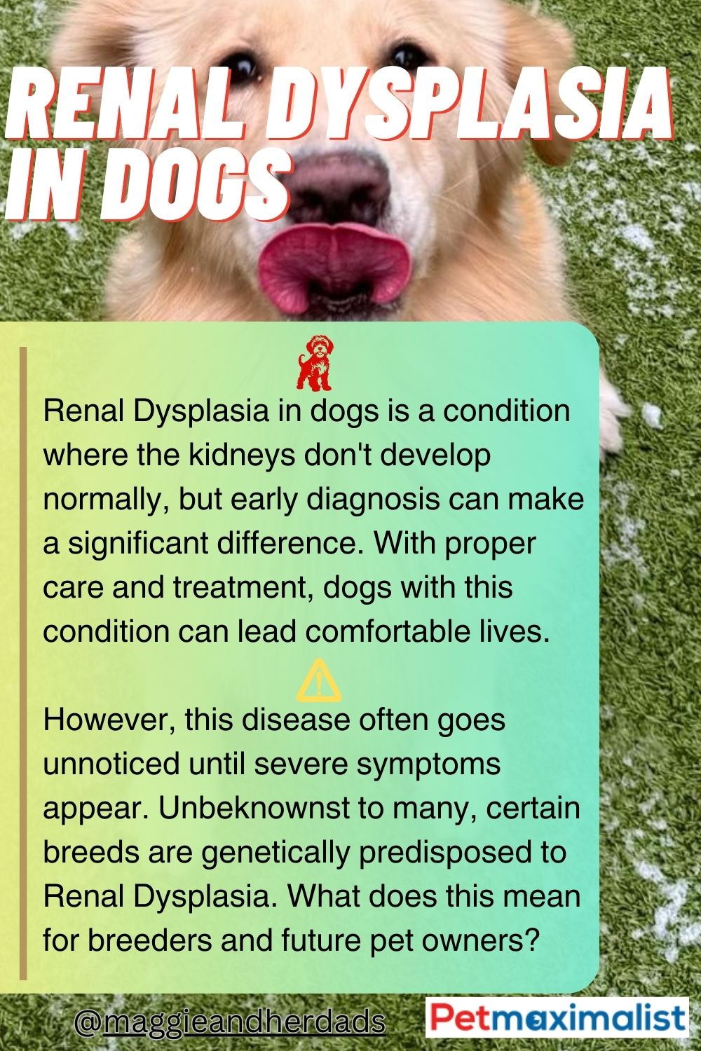 renal-dysplasia-in-dogs-can-a-dog-survive-petmaximalist