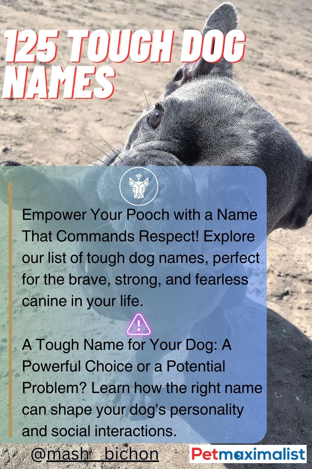 125 Tough Dog Names For Pups With Attitude PetMaximalist