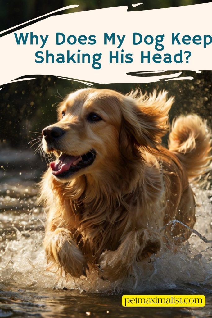 Why Does My Dog Keep Shaking His Head?