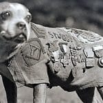 Sergeant Stubby