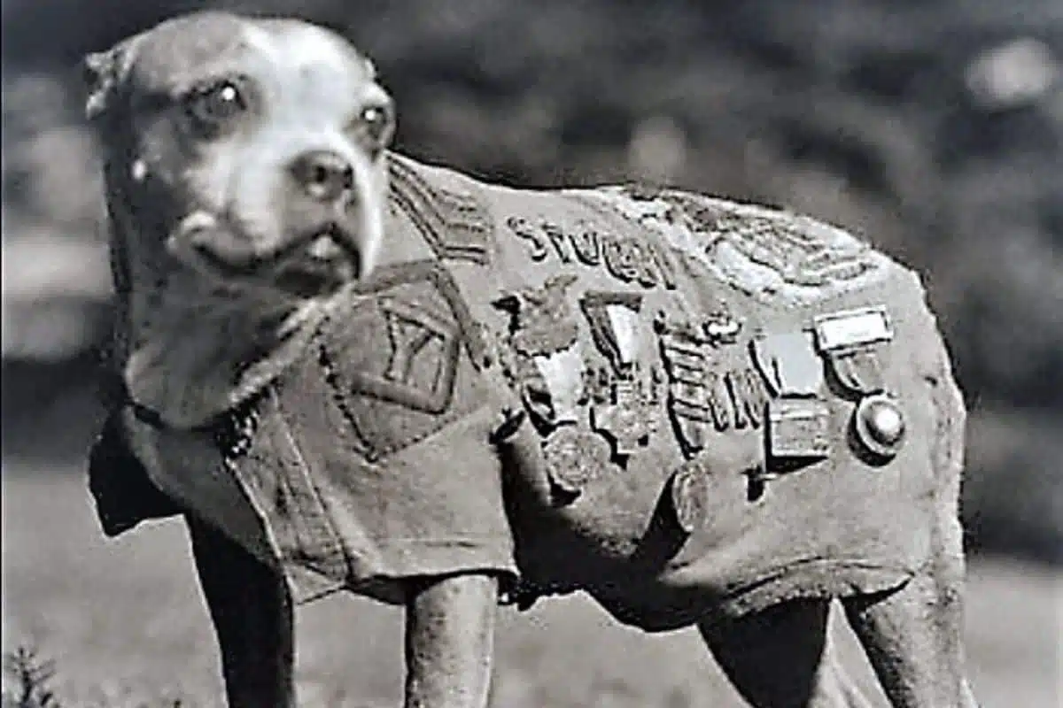 Sergeant Stubby