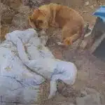 Chained Mom Dog’s Heartfelt Plea to Feed Her Puppies Sparks a Rescue That’ll Melt Your Heart