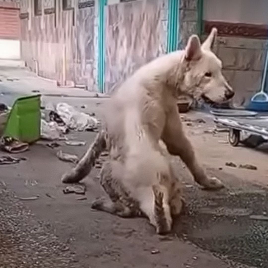 Two Abandoned Dogs Found Hope in a Filthy Yard, Their Eyes Begging for ...