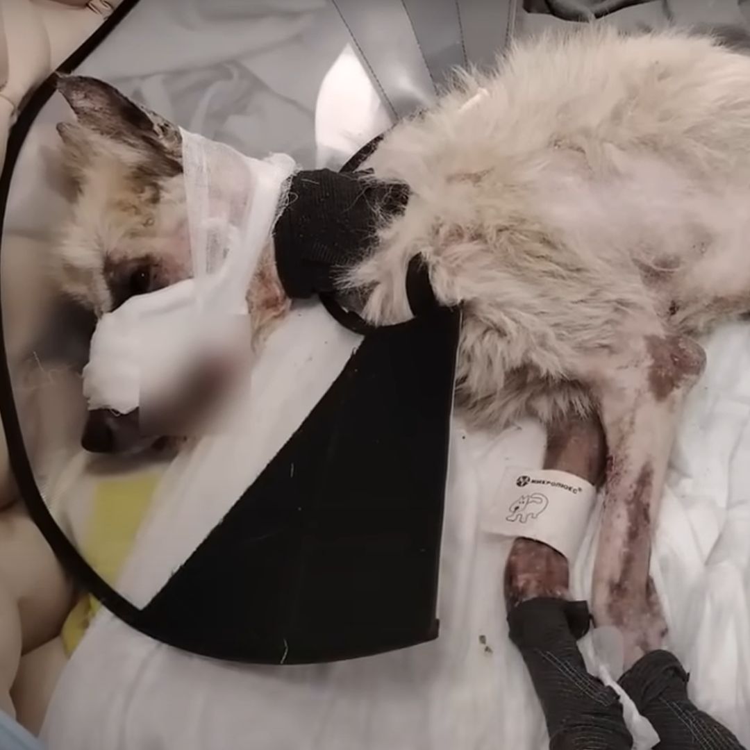 A Stray Dog’s Quiet Fight to Live Again | PetMaximalist