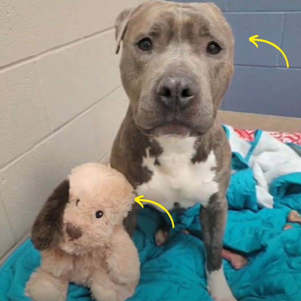 Bruno the Rescue Dog, Once Chained and Injured, Finds Comfort in One-Eared Toy—and a New Home