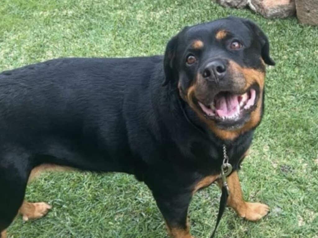 sasha the rottweiler