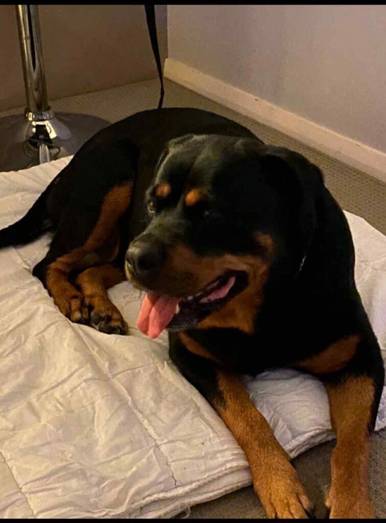 sasha the rottweiler Steven Sewell