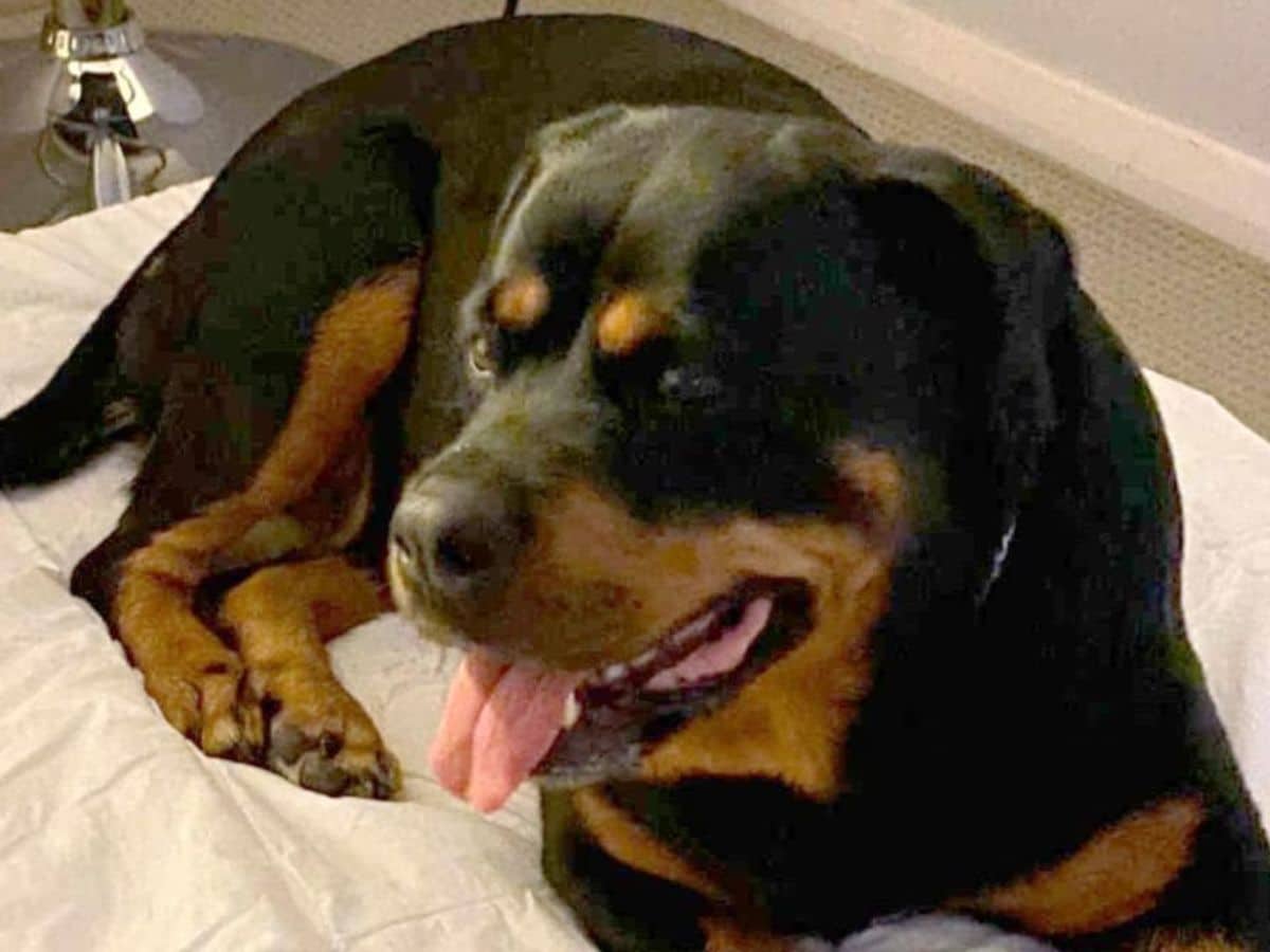 sasha the rottweiler