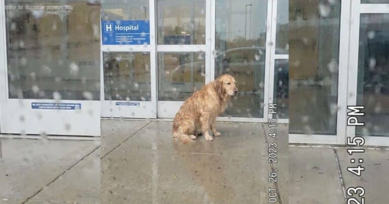 The Hero’s Last Goodbye and the Dog Who Refused to Leave | PetMaximalist